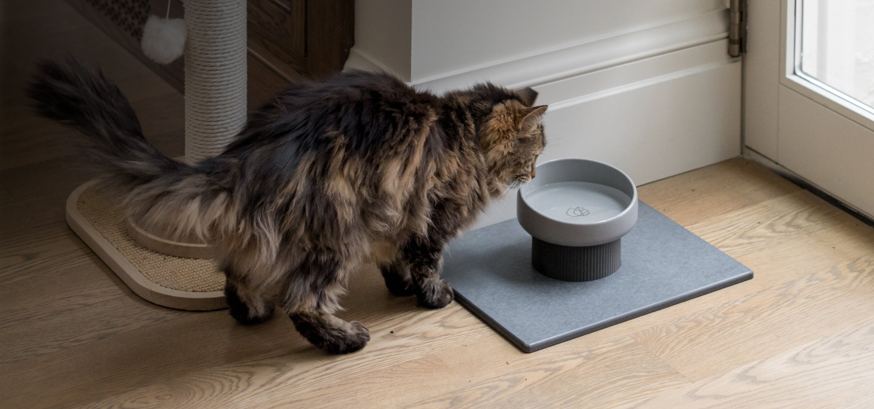 17 Cat Essentials: New Cat Owner Checklist