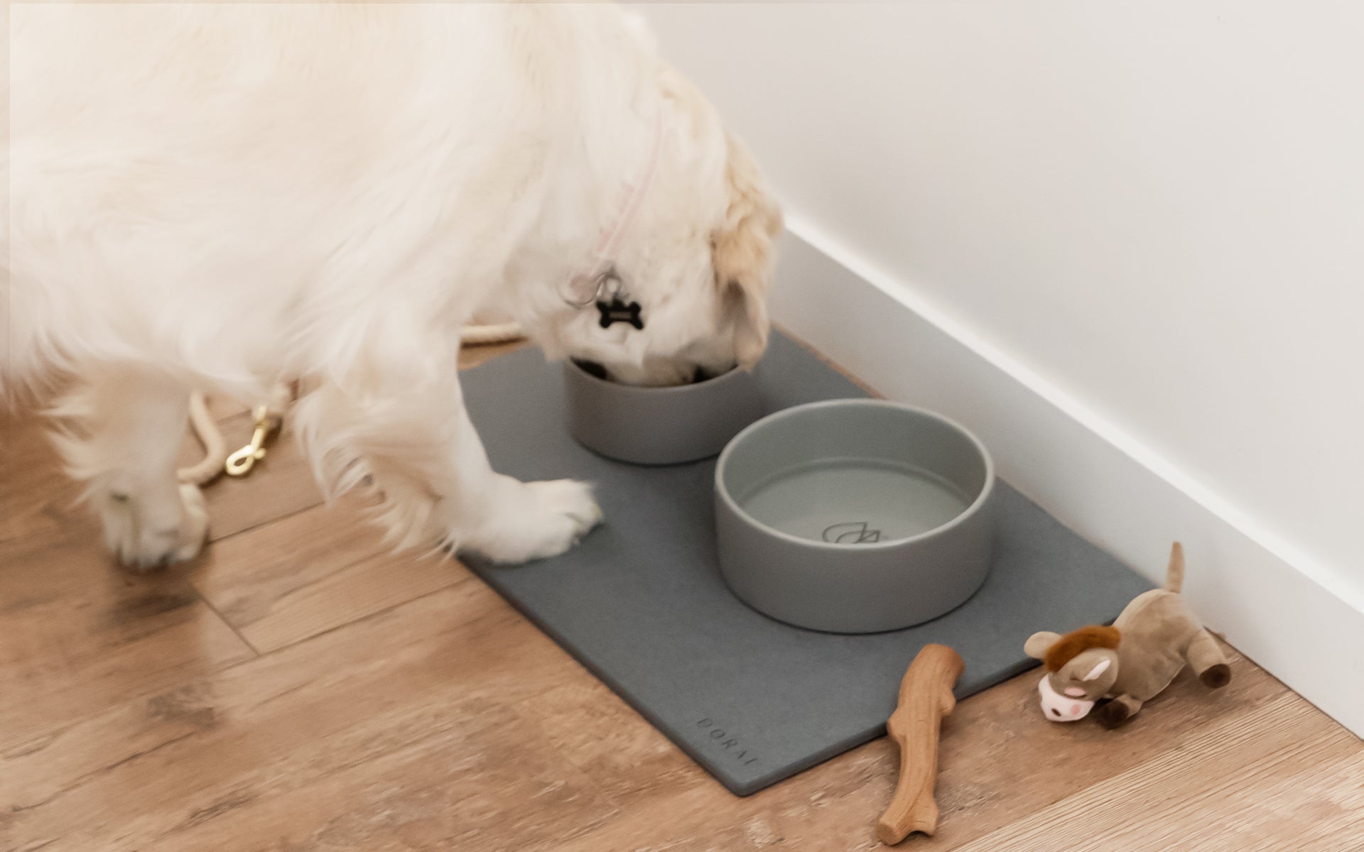 Dog drinking from its bowl