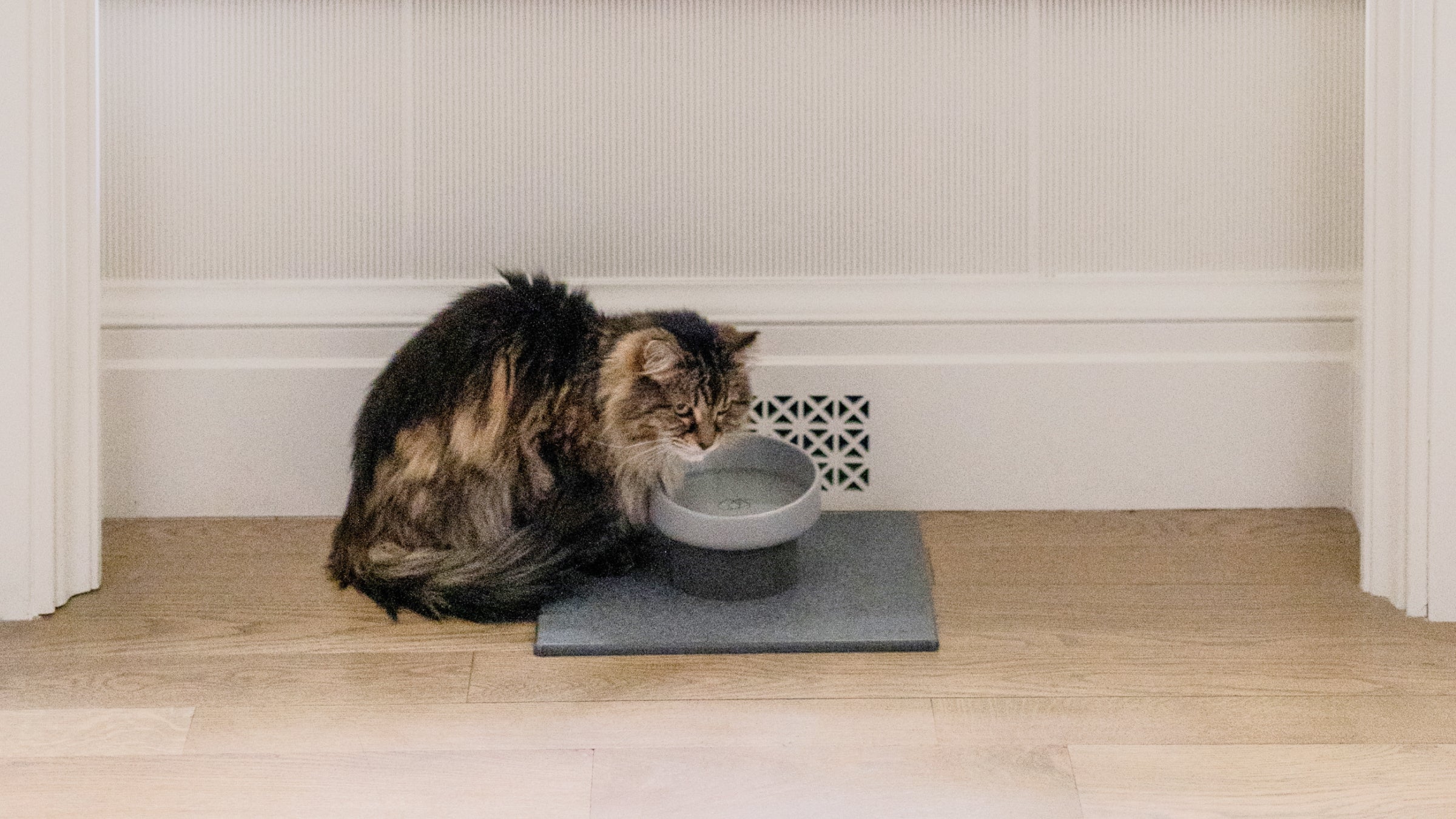 cat drinking from ceramic cat bowl 