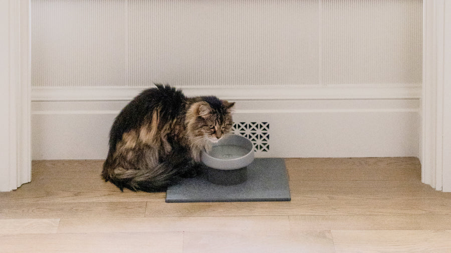 cat drinking from modern ceramic dish