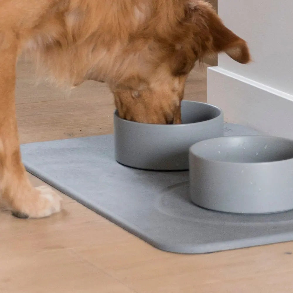 dog drinking from modern ceramic water dish